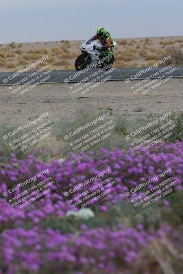 media/Jan-14-2023-SoCal Trackdays (Sat) [[497694156f]]/Turn 14 Exit Bloomig (145pm)/